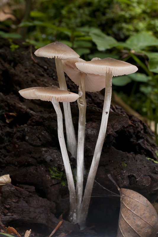 Entoloma cetratum